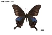 藏品(雙環翠鳳蝶)的圖片